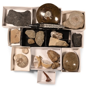 Natural History - Mixed Fossil and Mineral Collection