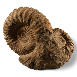 Natural History - Large Fossil Double Agadir Ammonite