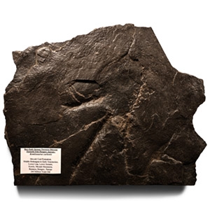 Natural History - Fossil Theropod Dinosaur Footprint