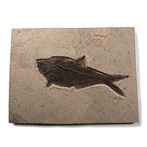 Large Fossil Diplomystus Fish Plate