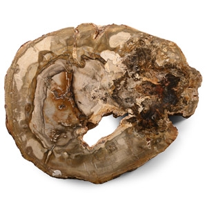 Natural History - Section of Fossilised Wood