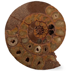Natural History - Fossil Ammonite Section