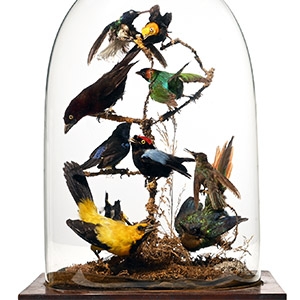 Natural History - Victorian Glass Dome with South American Exotic Birds