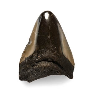 Megalodon Giant Shark Fossil Tooth