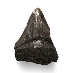 Megalodon Giant Shark Fossil Tooth