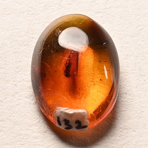 Polished Baltic Amber with Insect