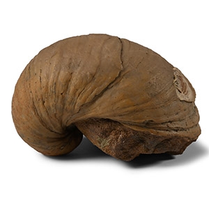 Fossil Gryphaea Bivalve