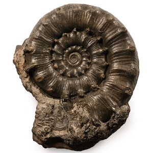 Fossil Pyritised Obesum Ammonite