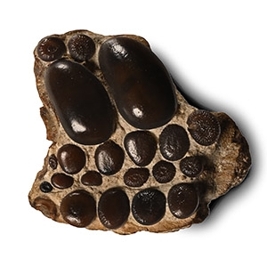 Fossil Pycnodont Partial Fish Palate