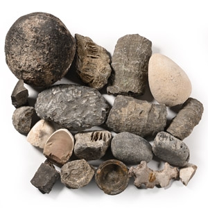 Mixed Fossil and Mineral Group