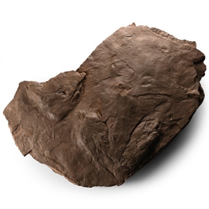 Fossil Dinosaur Footprint