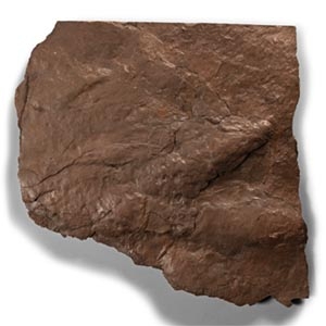 Fossil Dinosaur Footprint