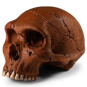 Stone Age Neanderthal Skull Reproduction