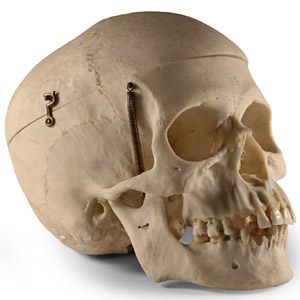Medical Educational Skull