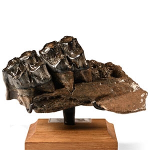 Fossil Irish Elk Jaw Section