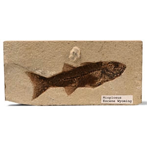 Mioplosus Fossil Fish in Matrix