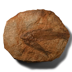 Twin Tharrhias Fossil Fish in Matrix from Brazil