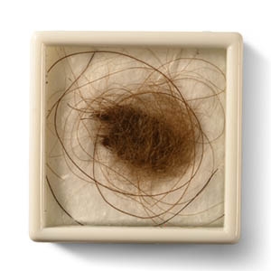 Woolly Mammoth Hair from Permafrost