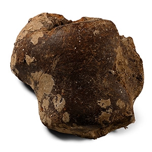 Fossil Woolly Mammoth Leg Bone Section