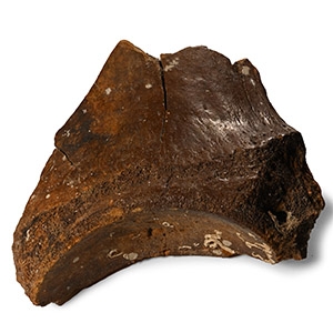 Fossil Woolly Mammoth Leg Bone Section