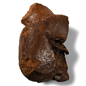 Fossil Woolly Mammoth Leg Bone Section