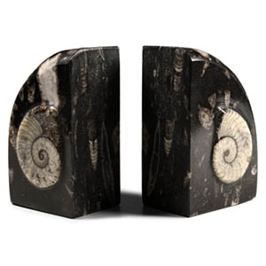 Polished Fossil Orthoceras Bookend Pair