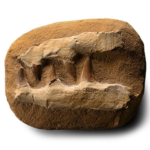 Composite Mosasaur Marine Dinosaur Jaw Section