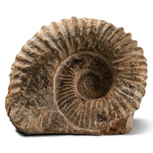 Fossil Agadir Ammonite