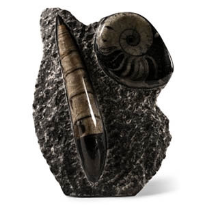 Polished Fossil Goniatite and Orthoceras Display Stand