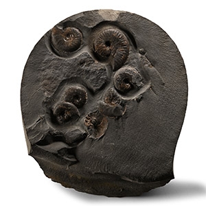 Fossil Ammonite Cluster