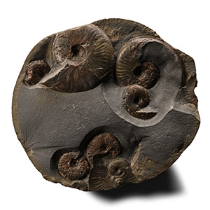 Fossil Ammonite Cluster Nodule