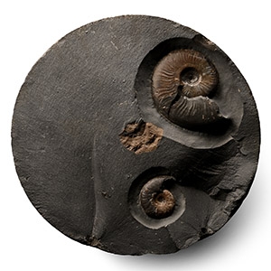 Fossil Ammonite Nodule