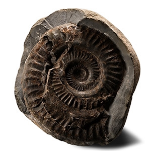 Fossil Ammonite in Nodule