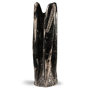 Polished Fossil Orthoceras Display Stand