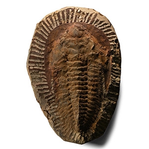 Large Fossil Cambropallas Trilobite