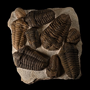 Fossil Flexicalymene Trilobite Cluster