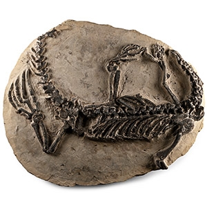 Fossil Claudiosaurus Skeleton