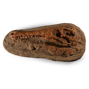 Fossil Diosaurus Skull and Bones on Composite Matrix