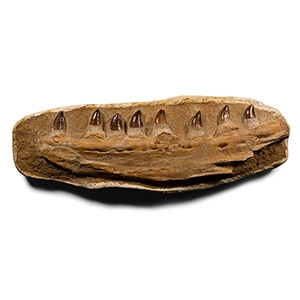 Large Mosasaur Marine Dinosaur Jaw Fragment