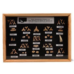 Fossil Shark and Fish Tooth Display