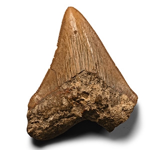 Fossil Megalodon Giant Sharks Tooth