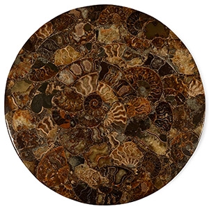 Polished Fossil Ammonite Plate