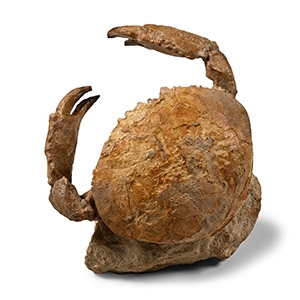 Fossil Crab