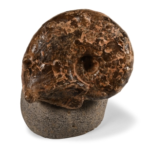 Fossil Mamite Ammonite on Stand