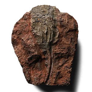 Fossil Crinoid Plate