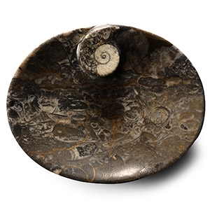 Polished Fossil Goniatite Dish