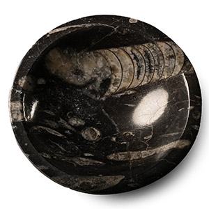 Polished Fossil Orthoceras Bowl