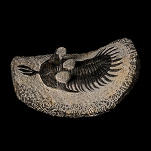 Fossil Psychopyge Trilobite