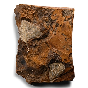 Fossil Ginko Leaf Pair