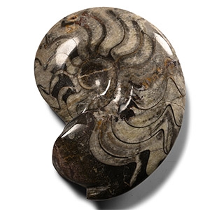 Polished Fossil Goniatite
